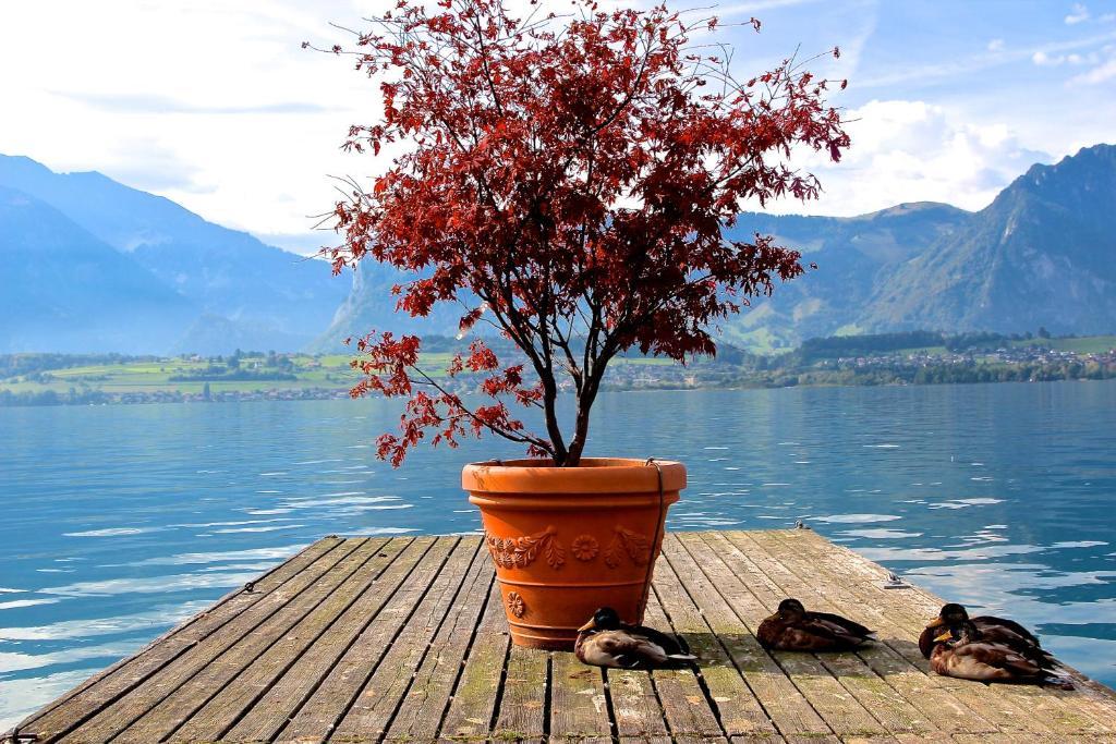 Hotel Restaurant Bellevue Au Lac Thun Exterior foto